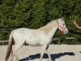 /album/chevaux/p1030752-jpg/