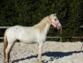 /album/chevaux/p1030753-jpg/
